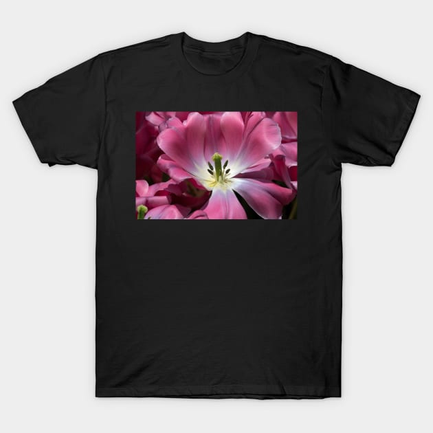 TULIP T-Shirt by likbatonboot